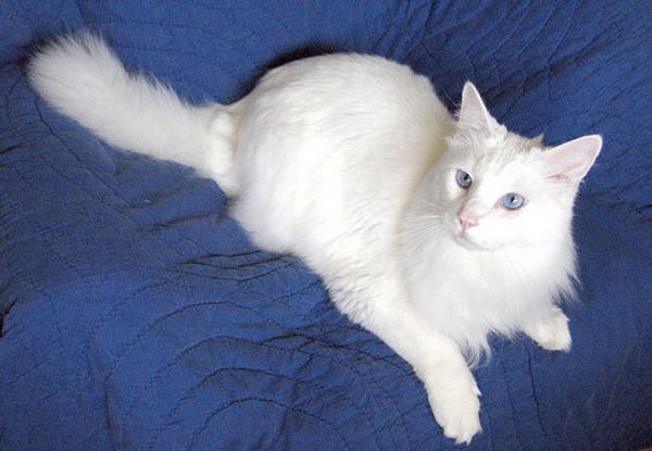 Моя ангорская кошка