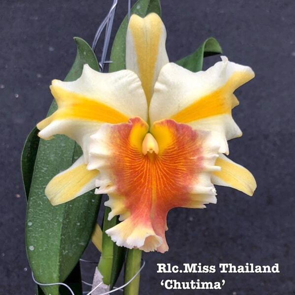 Орхидея ринхолелиокаттлея RLC. MISS THAILAND CHUTIMA