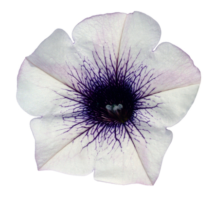 ЕВРО Петуния Surfinia Blue Vein укорененный черенок ОКС март Koh