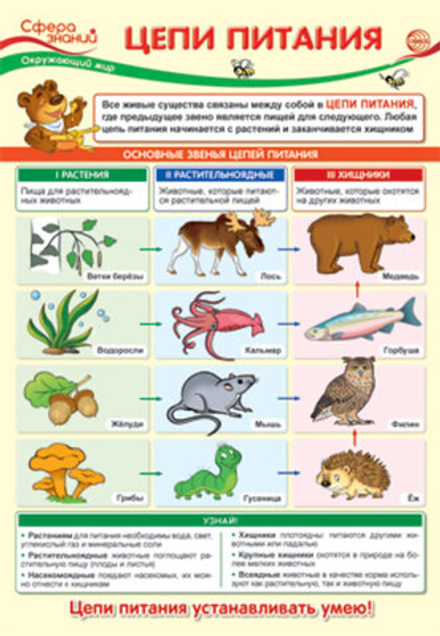 Плакат 23*42см "Окружающий мир в начальной школе. Цепи питания"