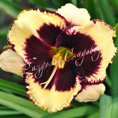 Лилейник гибридный Блюберри крим (горшок 3л)