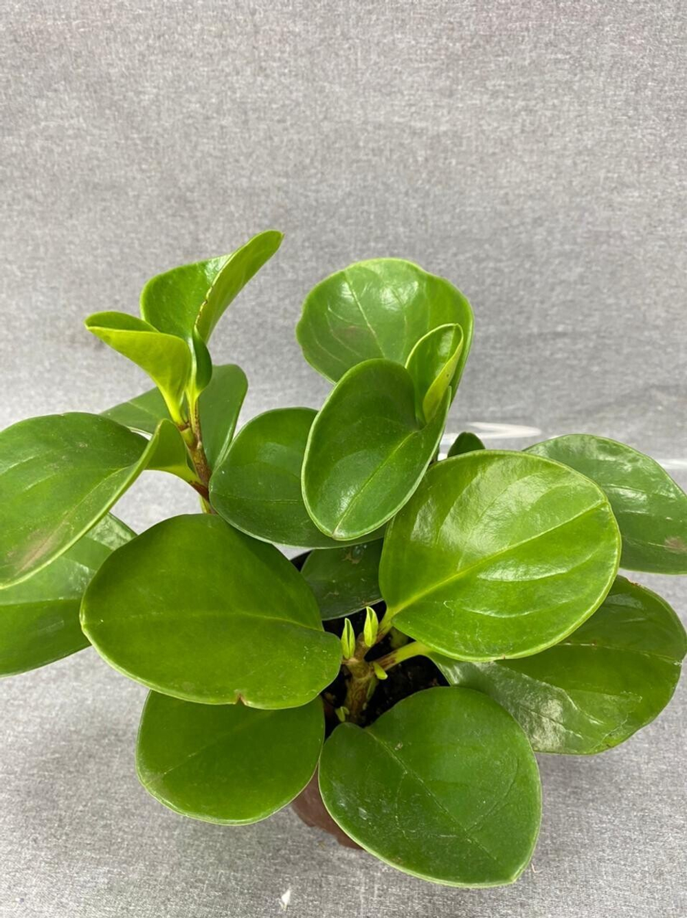 Пеперомия (Peperomia)