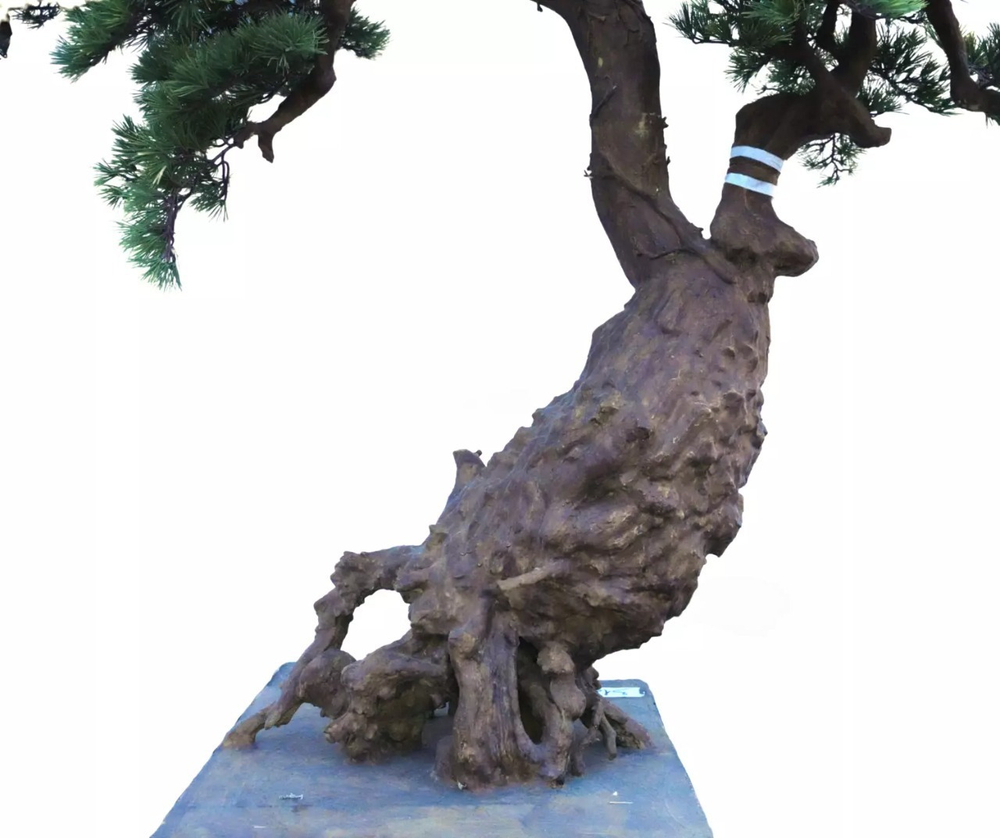 Бонсай с длинной иглой в. 194 см/ ш. 230 см