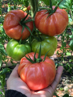Пинк Кой F1 семена томата индетерминантного ( Yuksel Tohum / )