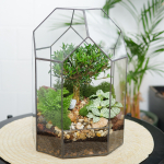Готовый флорариум бонсай Самшит Бонсариум