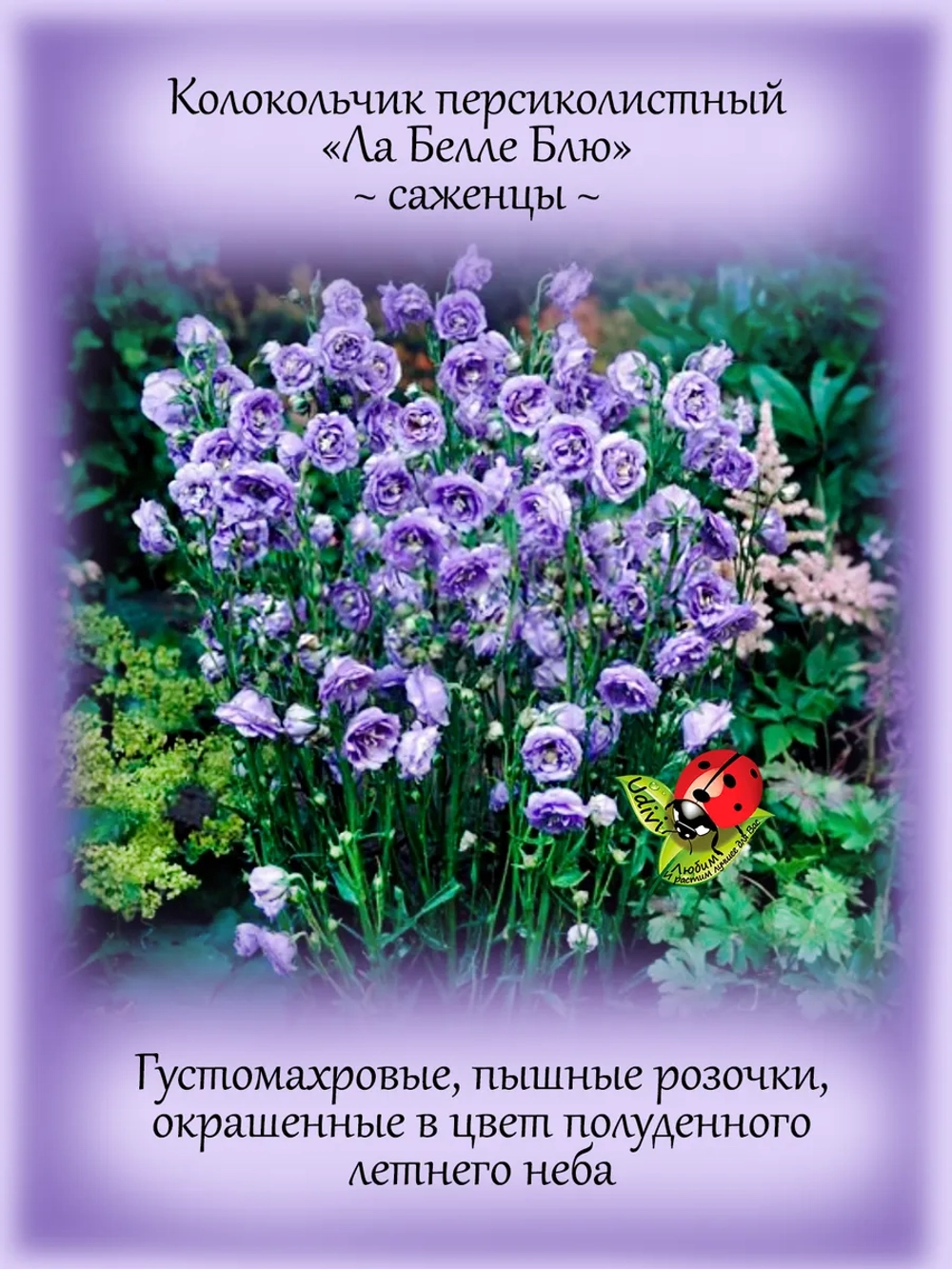 Колокольчик Ла Белле Блю персиколистный многолетний
