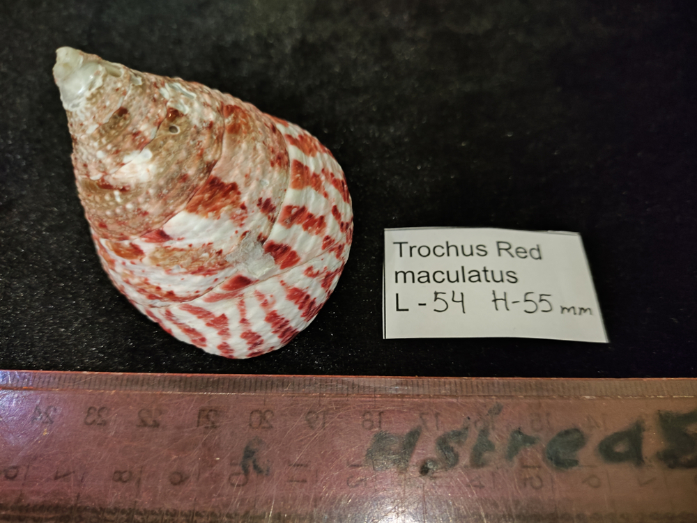 Трохус "Red""35-70мм"