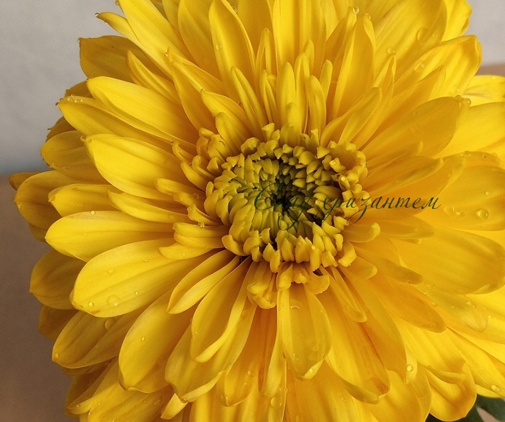 Хризантема одноголовая Princess Amgard yellow ☘ о.65 (нет в наличии)