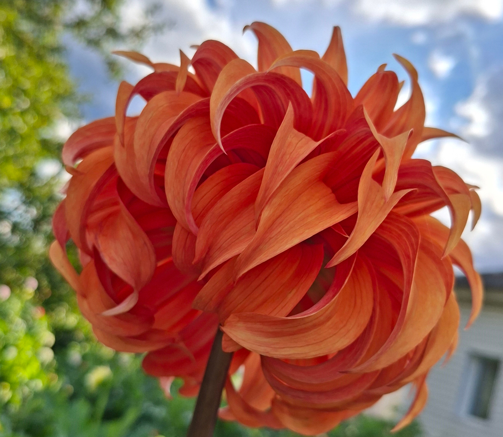 Георгин Блюмквист Джин (Bloomquist Jian)