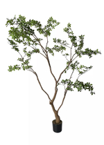 Баньяновое дерево 230 см в кашпо