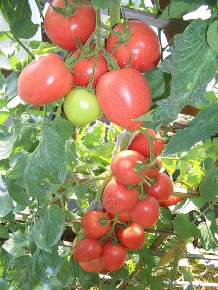 Бонапарт F1 семена томата индетерминантного (Vilmorin / Вильморин) культура – фото 4