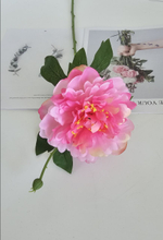 Пион / Арт 2558