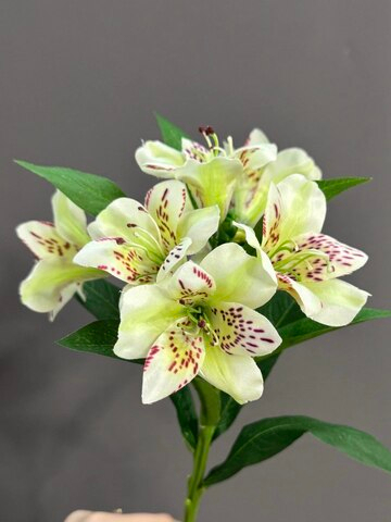 Альстромерия белая (h74 см)