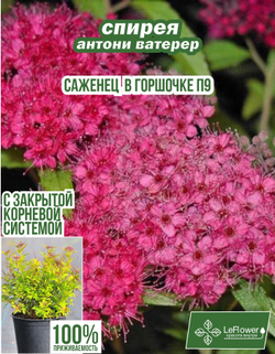 Саженец, Спирея, Антони Ватерер