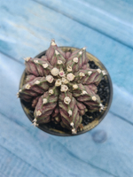 Gymnocalycium T-Rex Pink hybride (Гимнокалициум T-rex)