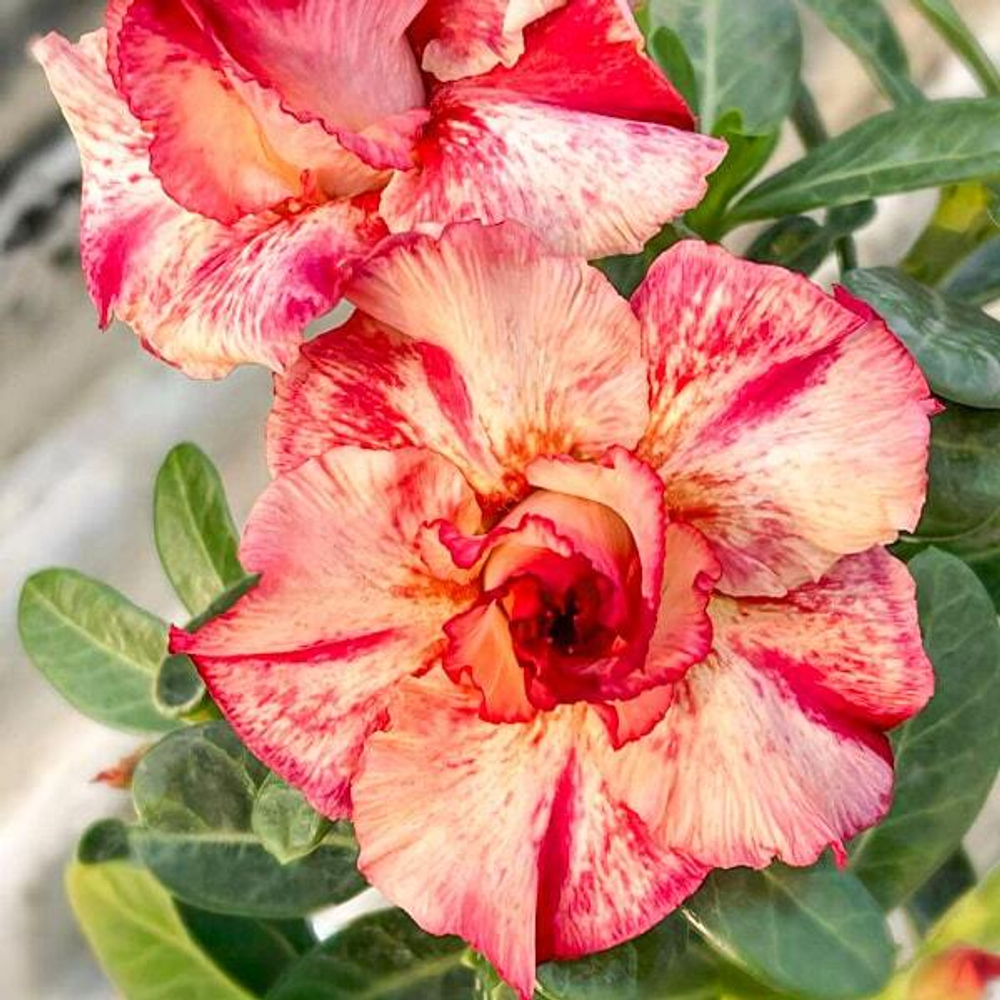 Адениум BARAMEE