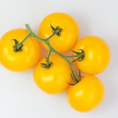 ГУАЛЬДИНО F1 семена томата (Enza Zaden | Alexagro)