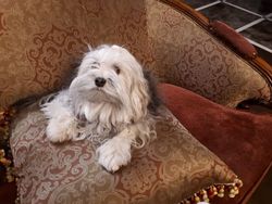 Диван трехместный "Порто"