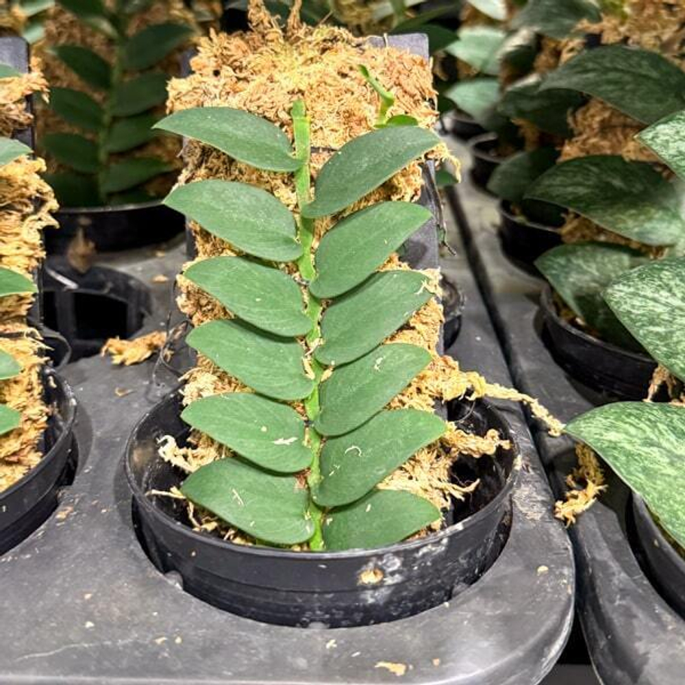 Рафидофора SILVER BLUE