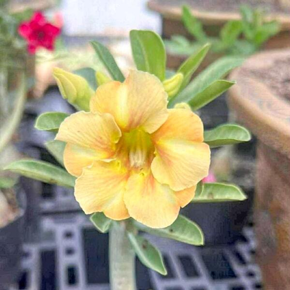 Адениум NUEA THONG