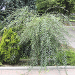 Ива пурпурная Пендула С10 120-140 Ра 100-120