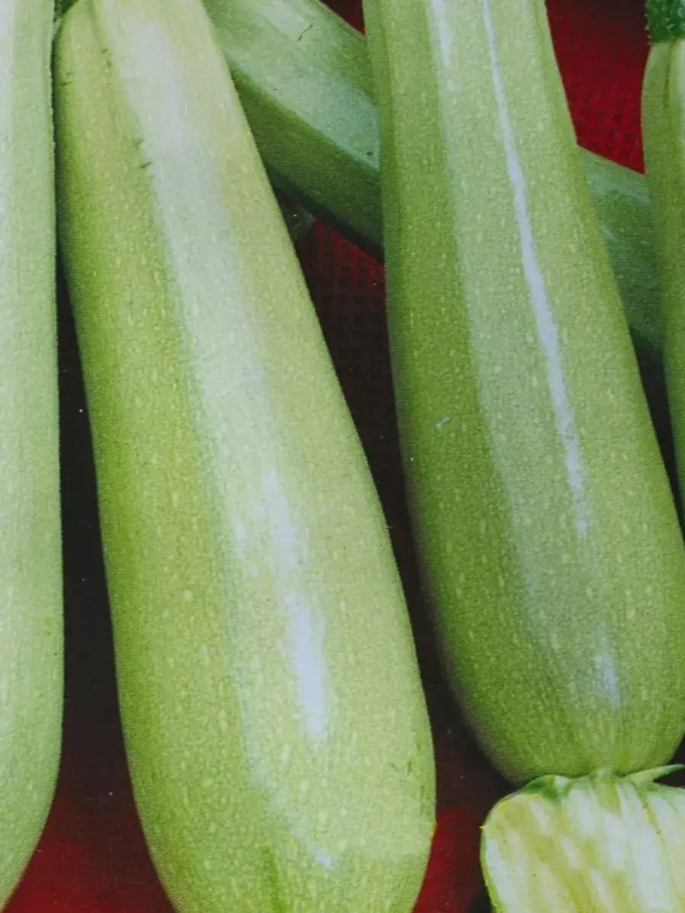 Семена кустовых кабачков Грибовские 37 - 4 г