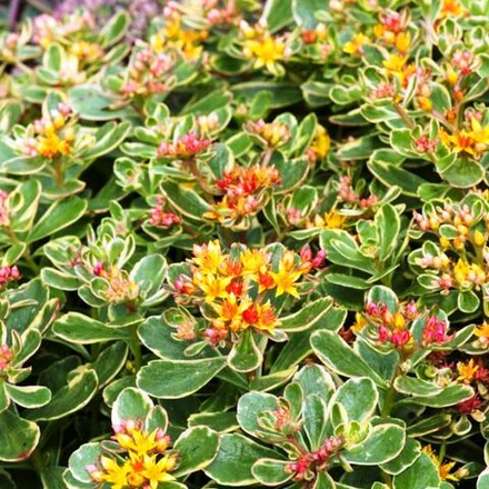 Седум (Sedum) kamtschaticum Variegatum