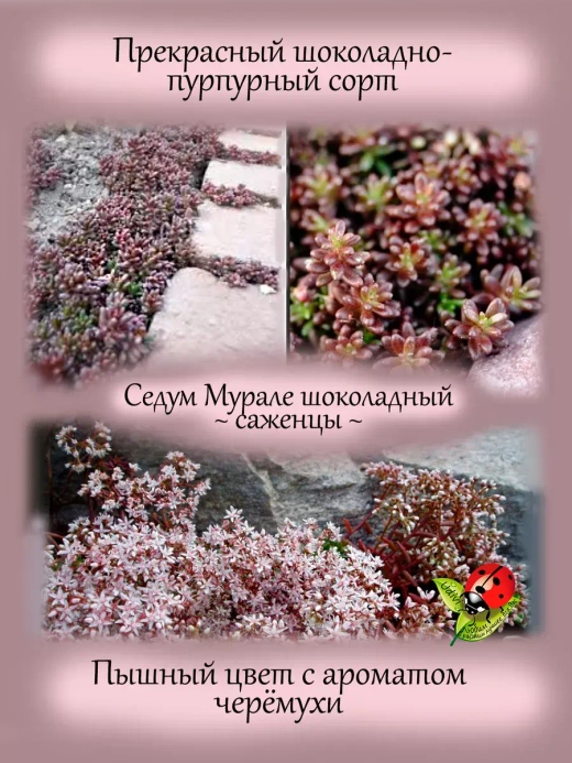 Седум Мурале шоколадный очиток