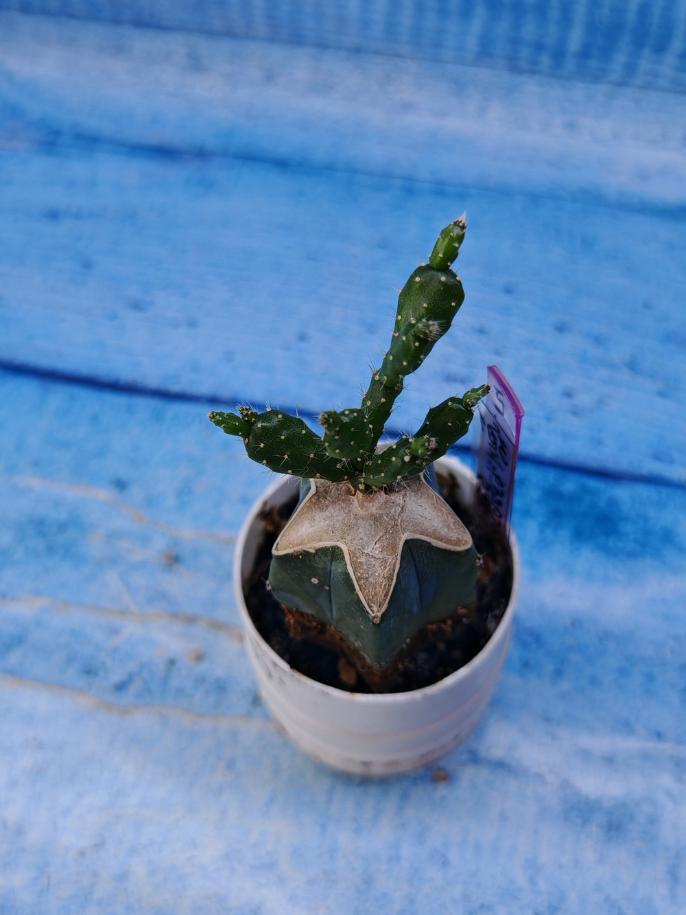 Schlumbergera opuntioides (Шлюмбергера)