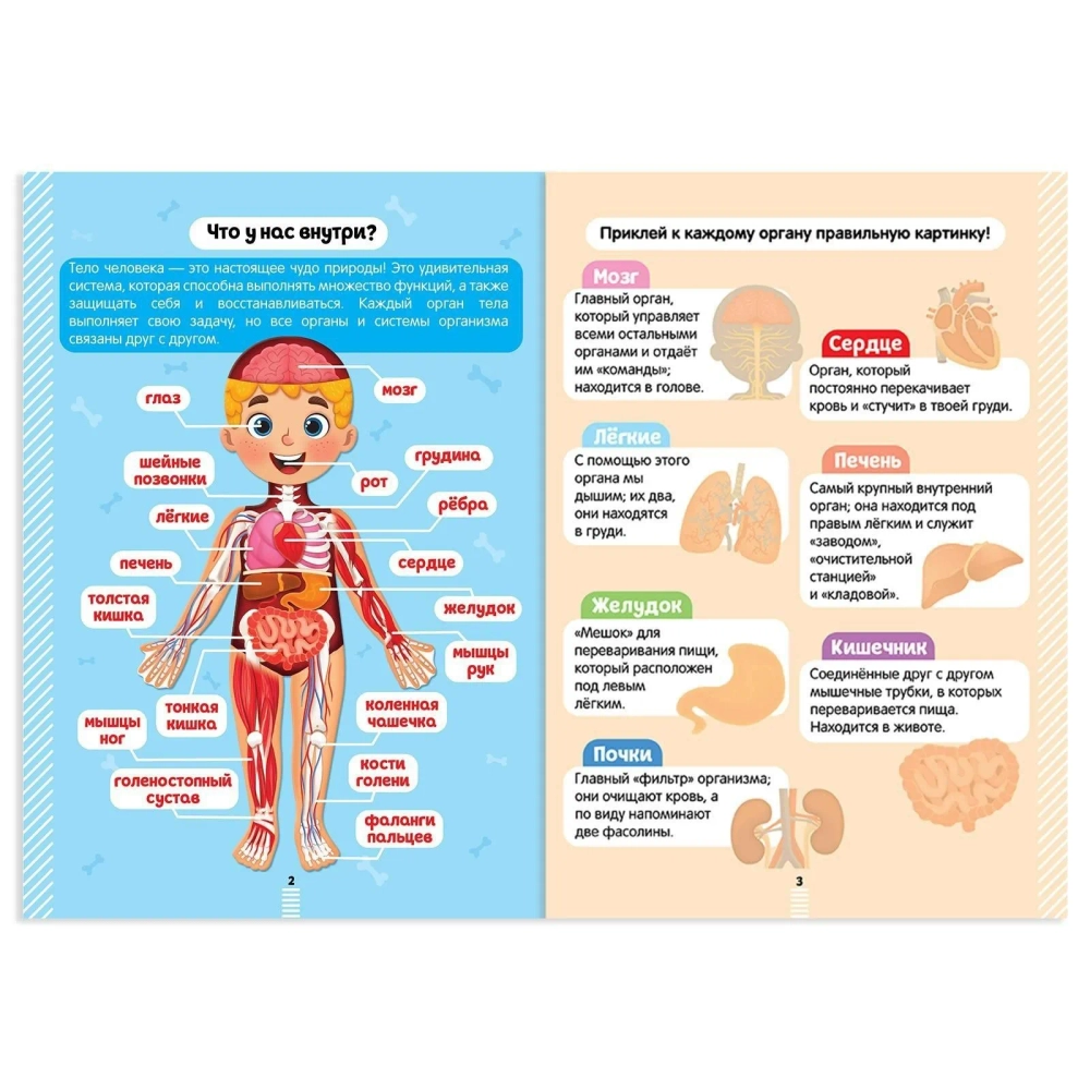 Наклейки "Секреты тела человека", 16 стр.