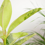 Фикус Эластика Шривериана Муншай 14/30