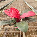 Филодендрон PINK CARDINAL