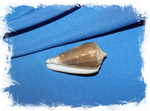 коллекционная ракушка Конус сулкатус (Conus sulcatus)