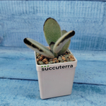 Kalanchoe Tomentosa Hybride (Каланхоэ)