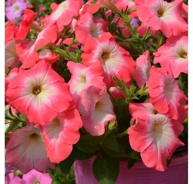 S60161 Петуния кустовая Multiflora MIRAGE SALMON  1000 шт.