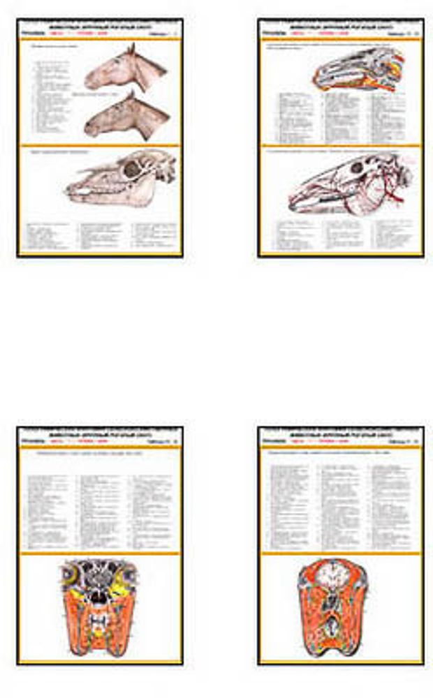 Плакаты ПРОФТЕХ &quot;Топограф. Анатомия. Лошадь. Голова и шея&quot; (33 пл, винил, 70х100)