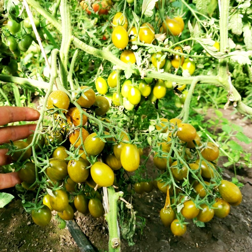 Помидоры - Штурмовой Норман - Stormin' Norman