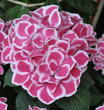 Гортензия крупнолистовая Ред Айс