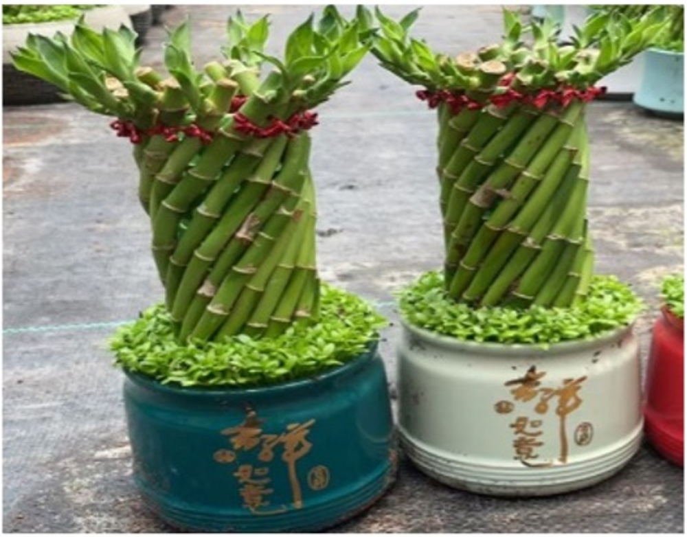 Бамбук Small Feng Shui Wheel керамический горшок д.12