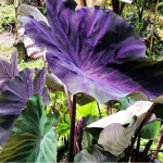 Колоказия BLACK ANGEL