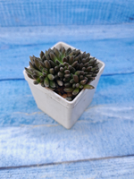 Sinocrassula Yunnanensis (Синокрассула)