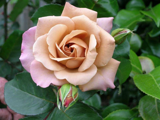 Роза Джулиас Роз Закупка М16 июнь 2026