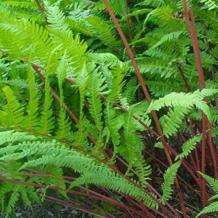 Кочедыжник женский "Lady in Red". Athyrium filix-femina "Lady in Red".