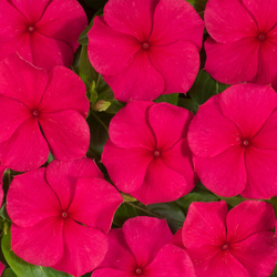 Катарантус Хитвэйв Ред (100шт) Витагрин Профи