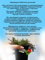 Тимьян Ред Карпет пурпурный
