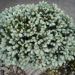 Пихта корейская Когоутс Айсбрекер С2 20-30