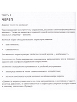 Краниосакральная архитектура