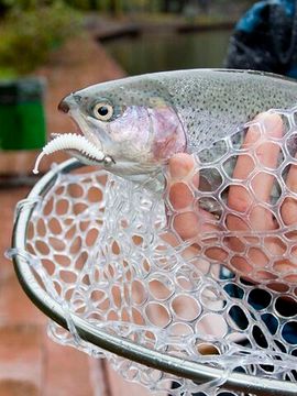 Слаги съедобные LJ Pro Series TRICK WORM 2,0in (5 см), цв. 026, 10 шт.