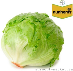 Куала семена салата айсберг (Nunhems / Нюнемс)