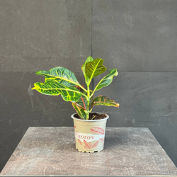 Кротон (Codiaeum variegatum)